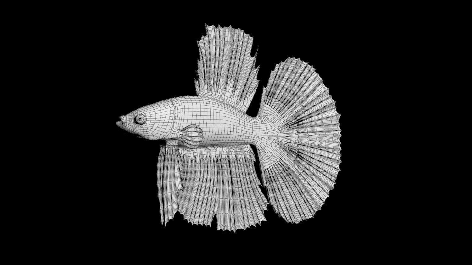 3DS Max Betta Rigged Low-poly 3D model_3