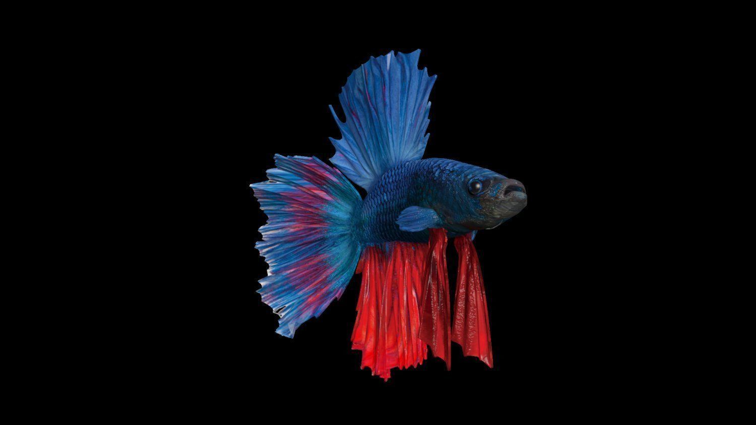 3DS Max Betta Rigged Low-poly 3D model_2