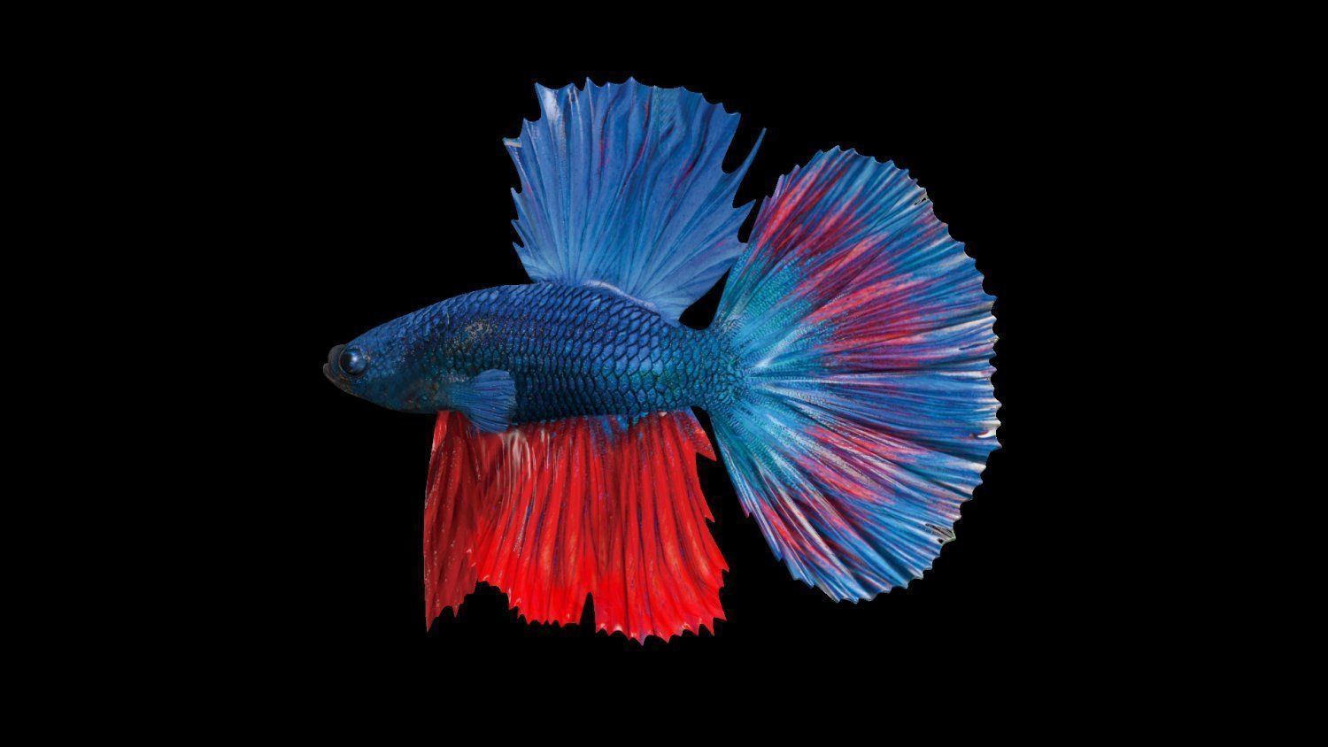 3DS Max Betta Rigged Low-poly 3D model_6