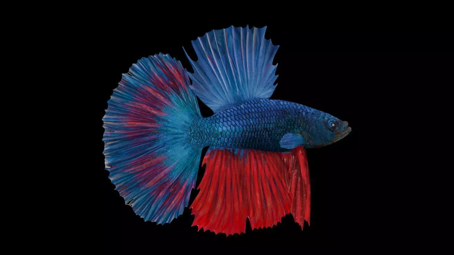 3DS Max Betta Rigged Low-poly 3D model_0