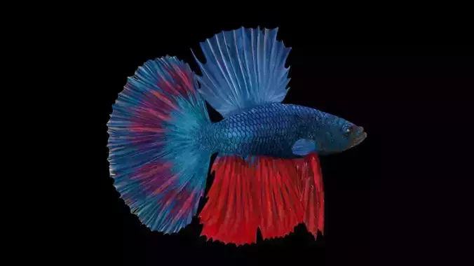 3DS Max Betta Rigged Low-poly 3D model