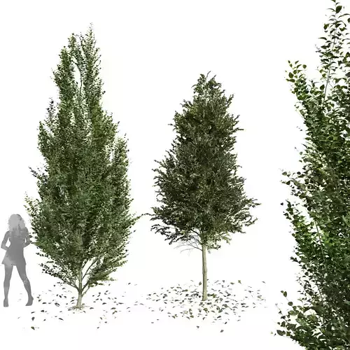 New Tree Carpinus Betulus Broadleaf  Free 3D model
