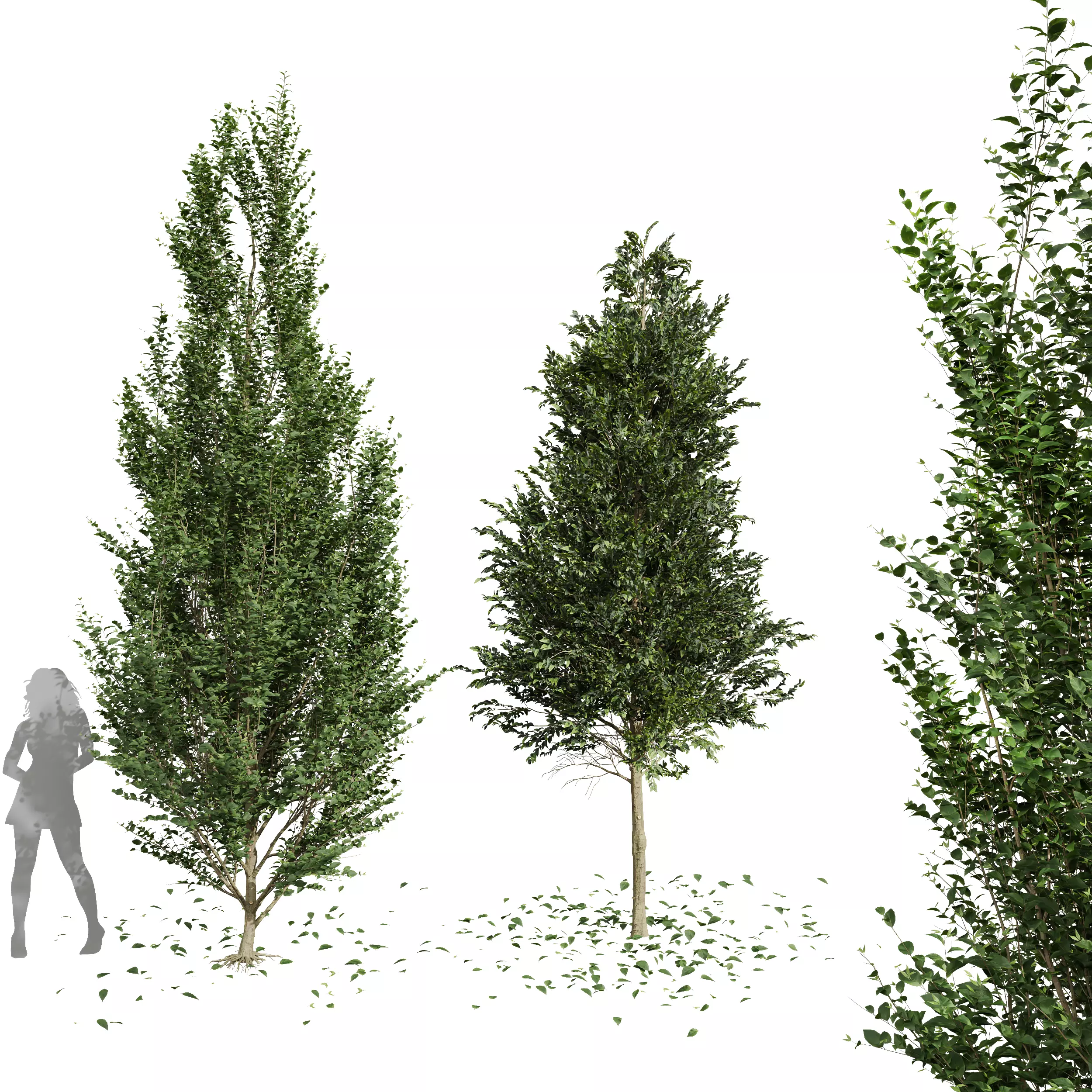 New Tree Carpinus Betulus Broadleaf Free 3D model