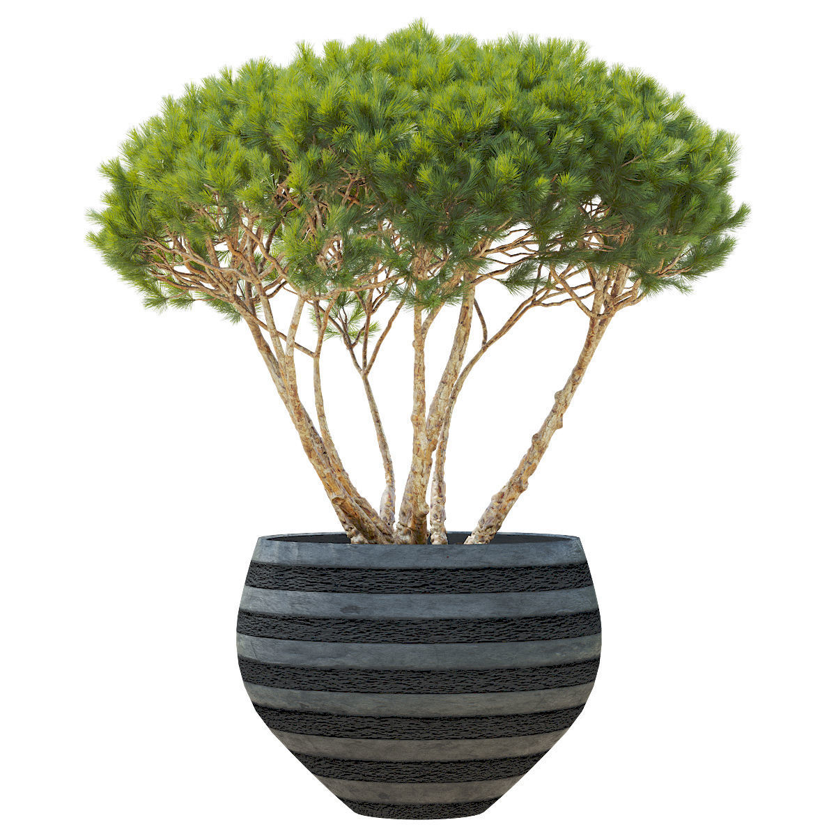 Pinus Mugo Planter 3D model_1