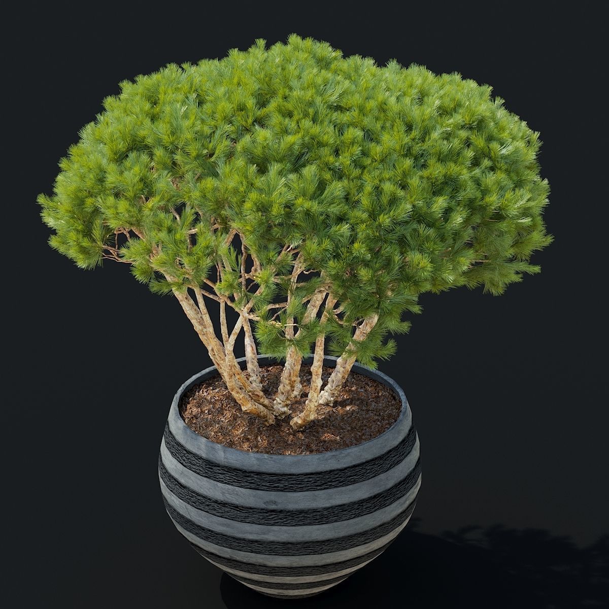 Pinus Mugo Planter 3D model_5