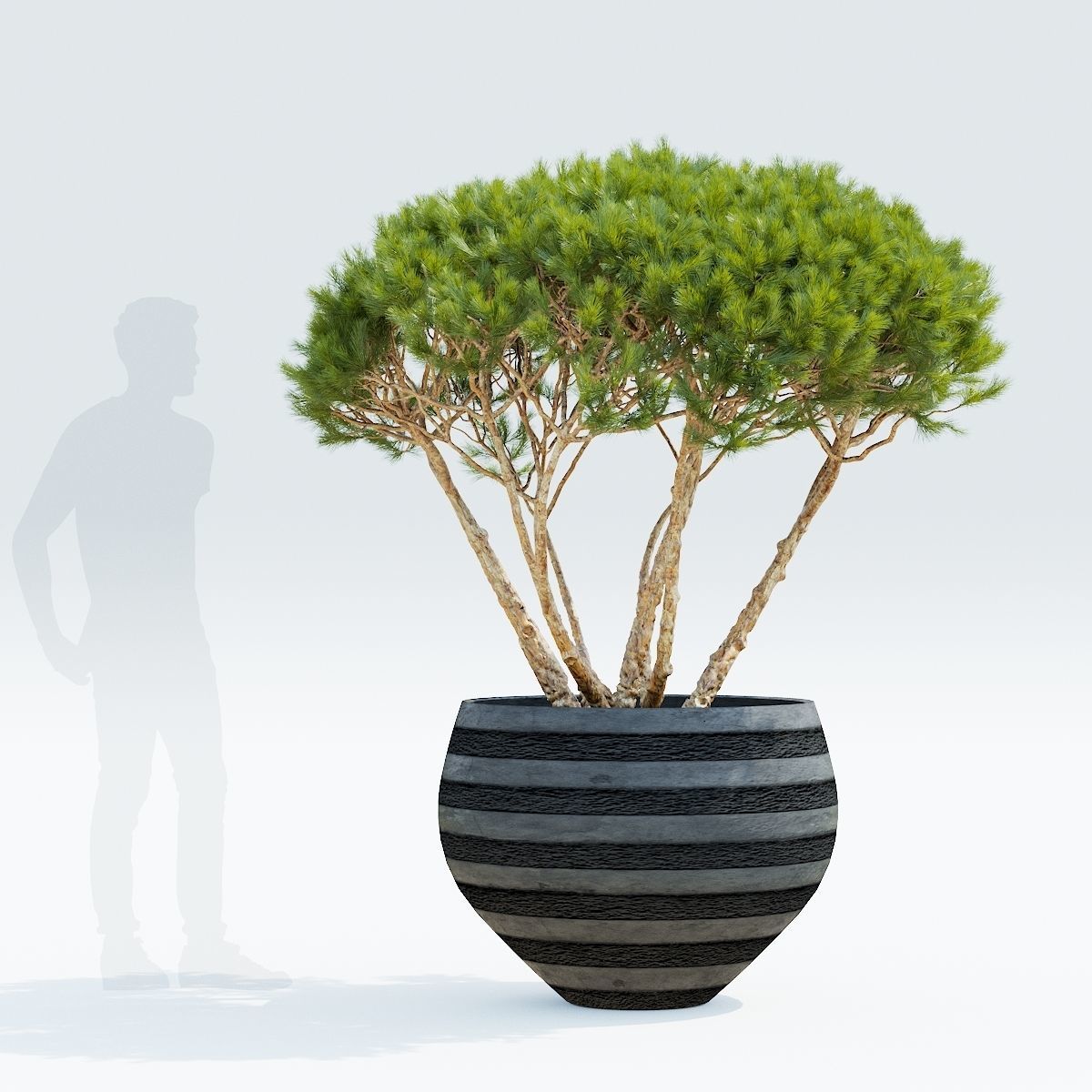 Pinus Mugo Planter 3D model_2