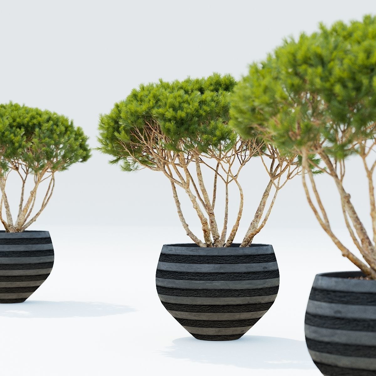 Pinus Mugo Planter 3D model_6