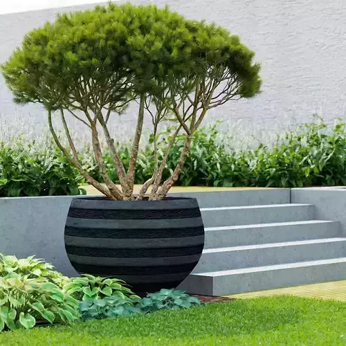 Pinus Mugo Planter