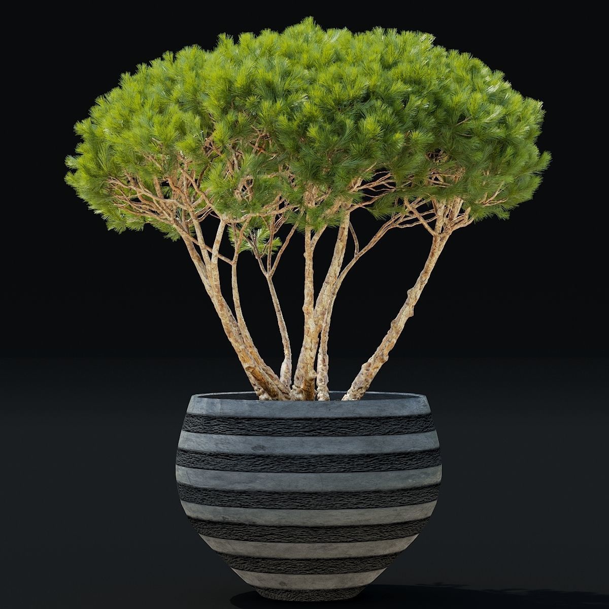 Pinus Mugo Planter 3D model_4
