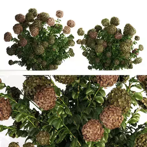 Green Hydrangea Bushes For Garden Landscaping 1187