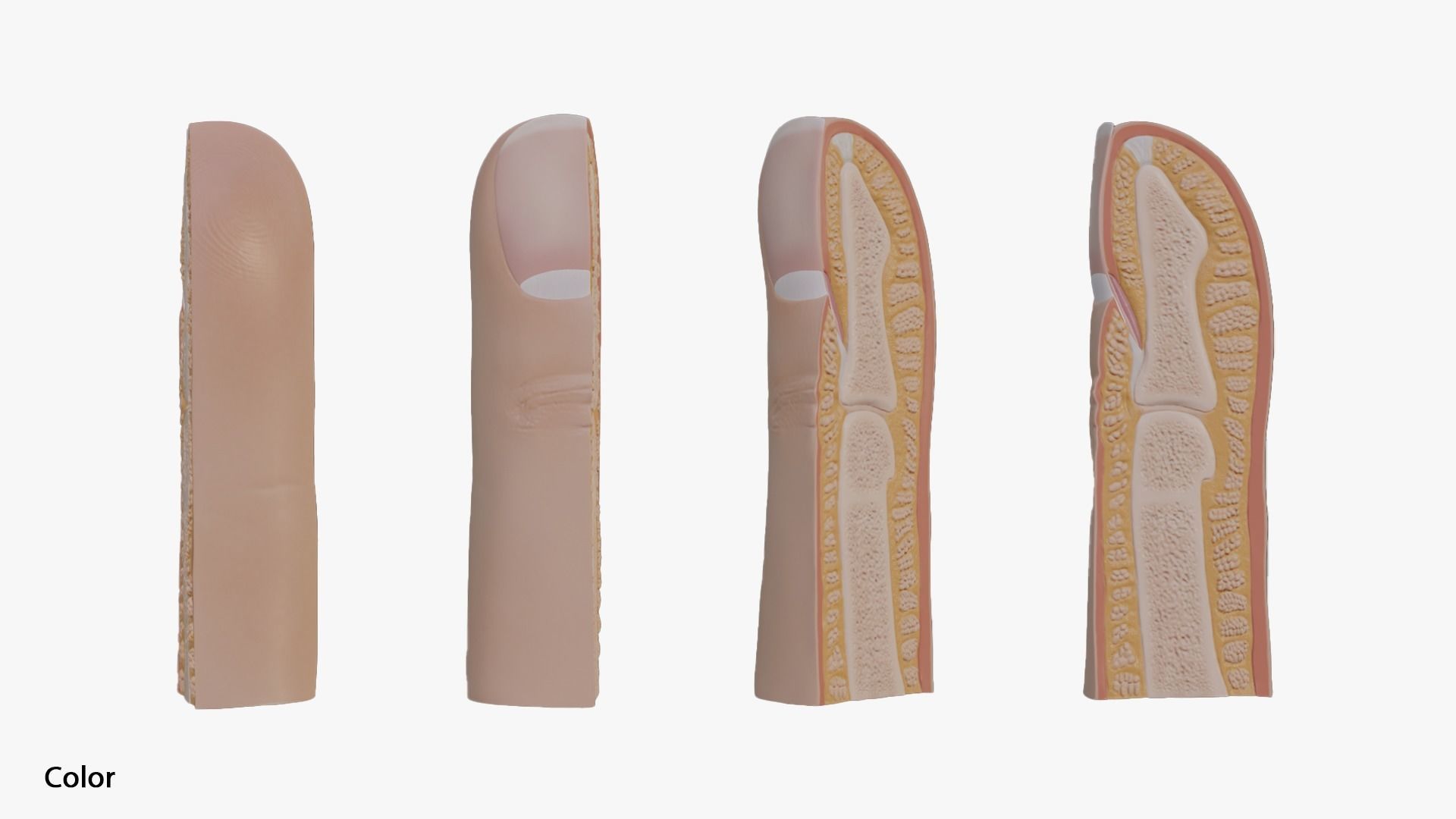 Finger and Fingernail Cross Section Anatomy 3D model | CGTrader