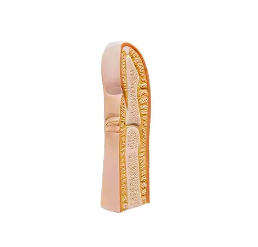 Finger and Fingernail Cross Section Anatomy 3D model