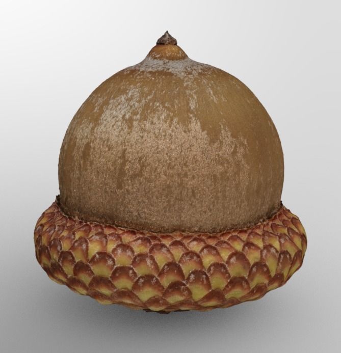 Acorn 3D model_1