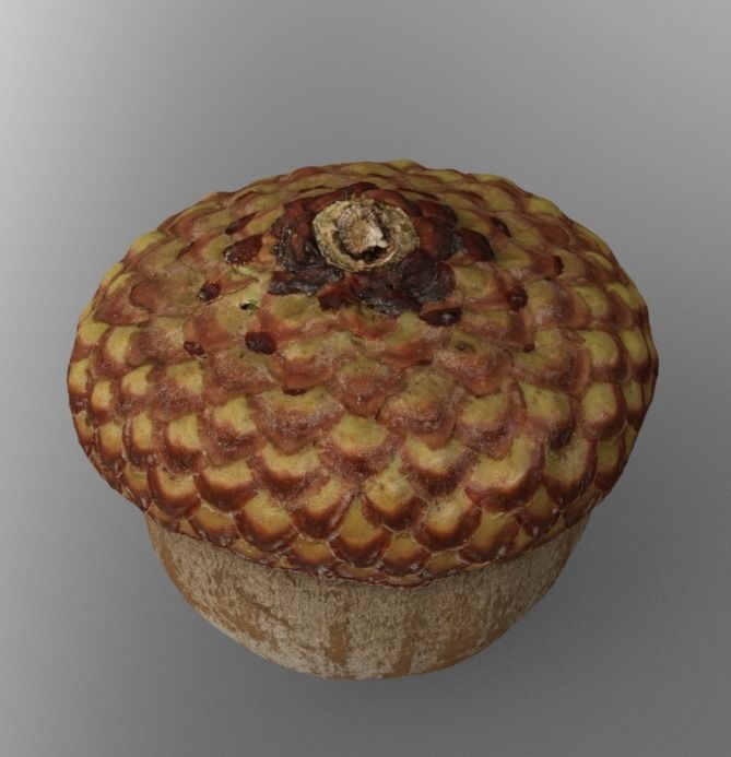Acorn 3D model_3