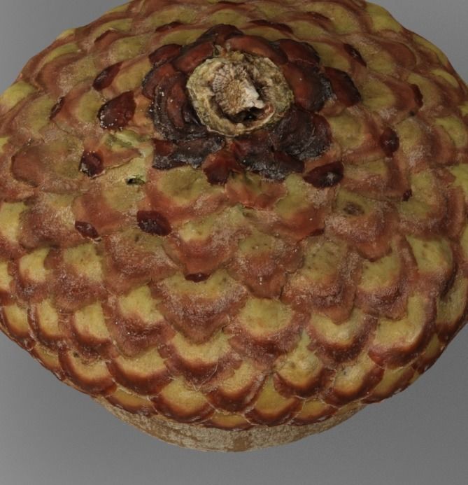 Acorn 3D model_4
