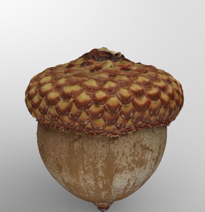 Acorn 3D model_2