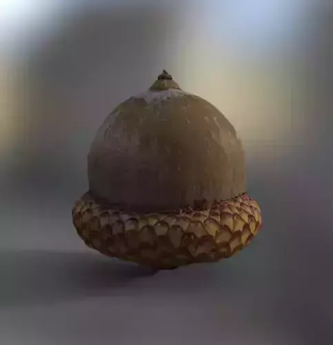 Acorn