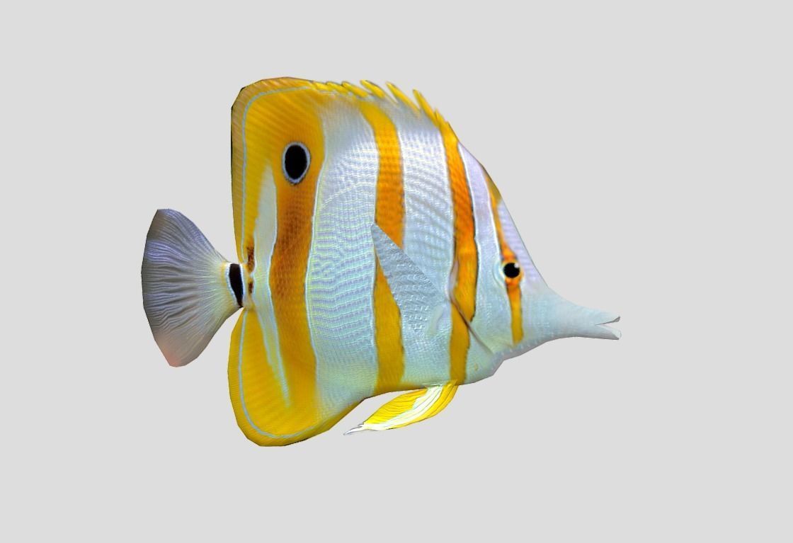 Chelmon rostratus Low-poly 3D model_5