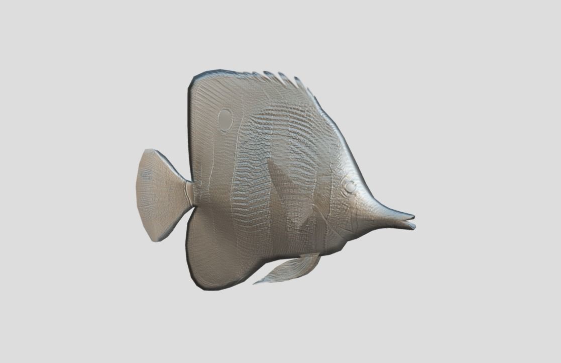 Chelmon rostratus Low-poly 3D model_3