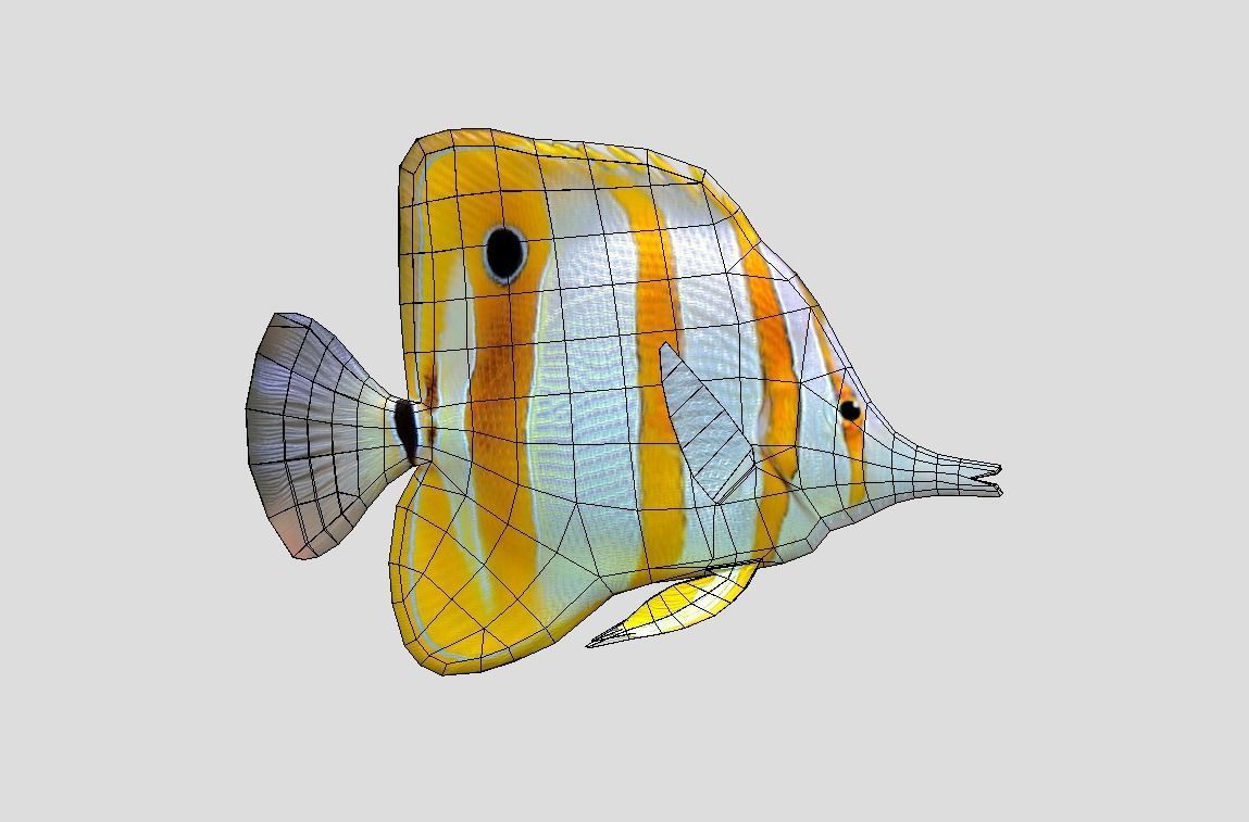 Chelmon rostratus Low-poly 3D model_2