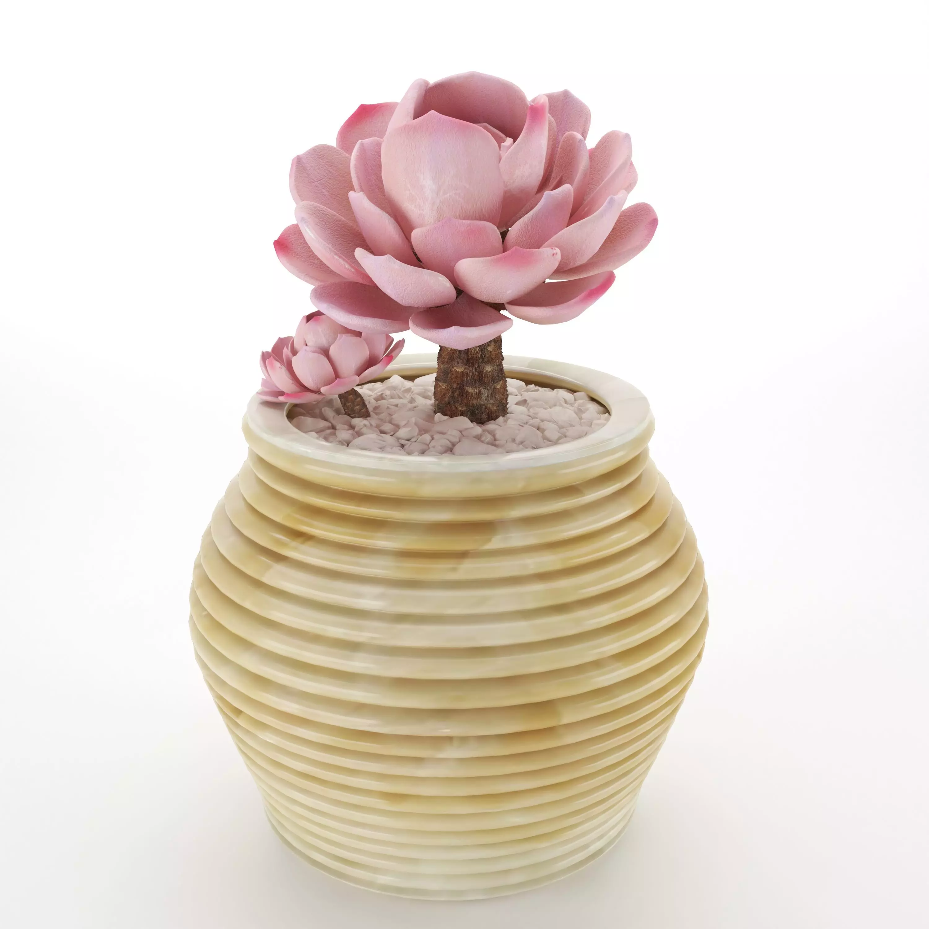 sacculent cactus - indoor plant 3D model