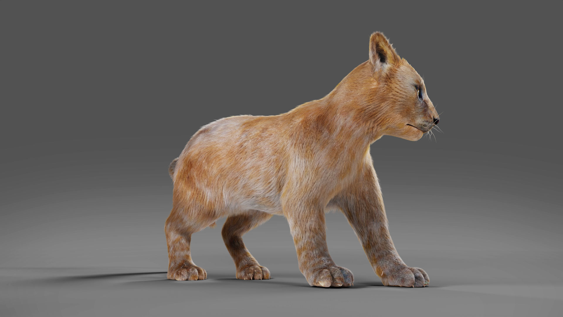 Fur Baby Lion Rigged in Blender Low-poly 3D model_4
