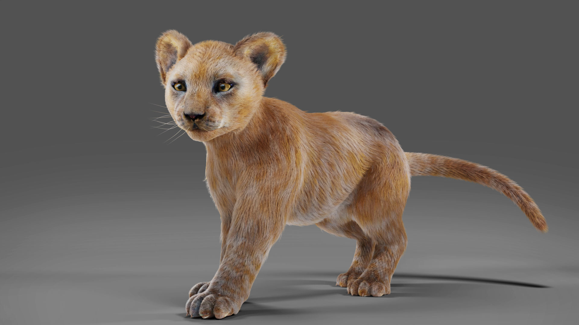 Fur Baby Lion Rigged in Blender Low-poly 3D model_3