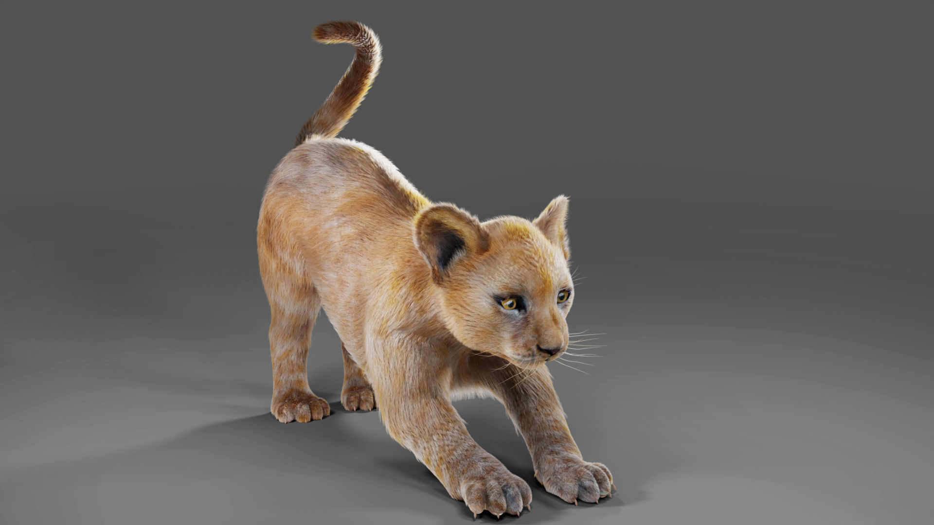 Fur Baby Lion Rigged in Blender Low-poly 3D model_7