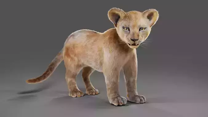 Fur Baby Lion Rigged in Blender 