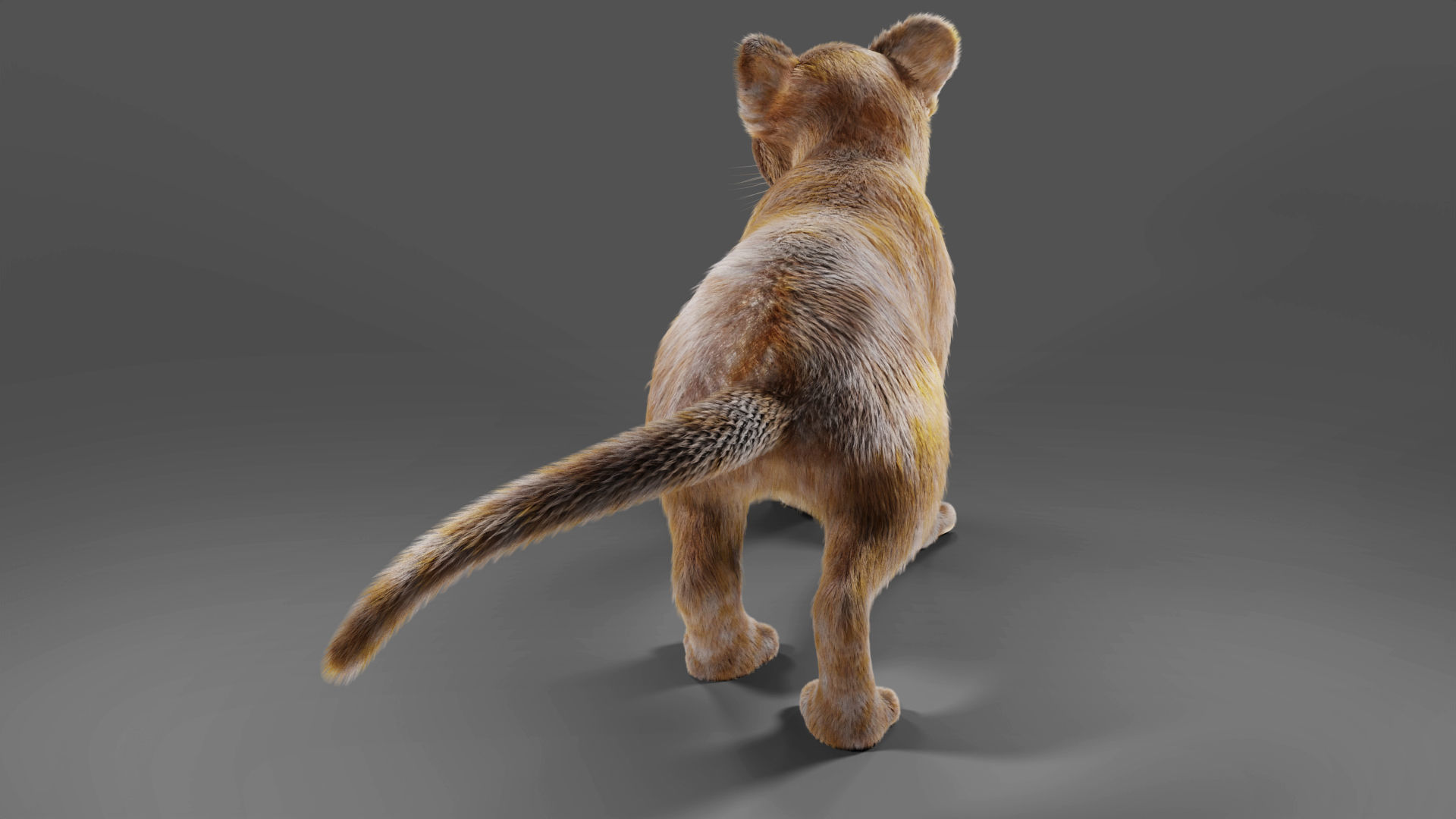 Fur Baby Lion Rigged in Blender Low-poly 3D model_6