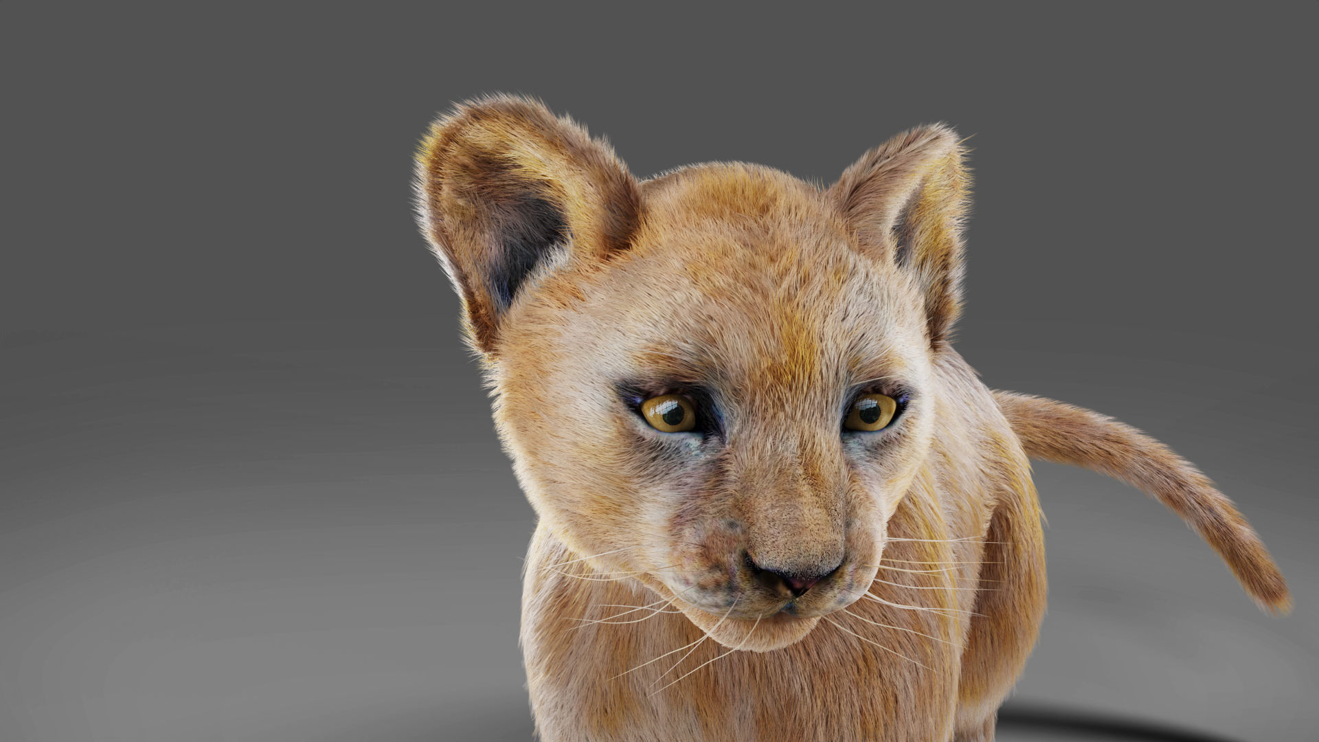 Fur Baby Lion Rigged in Blender Low-poly 3D model_2