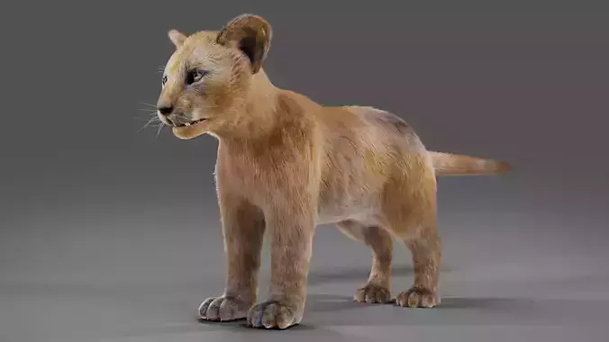 Fur Baby Lion NO Rigged in Blender 