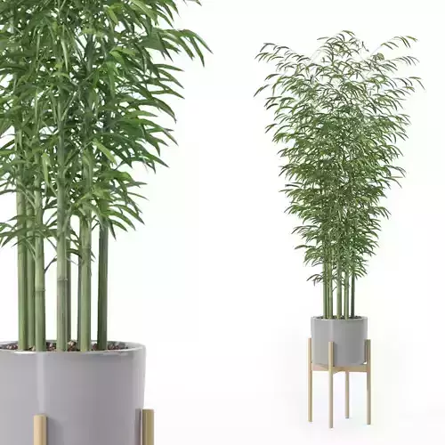Bamboo in modern pot