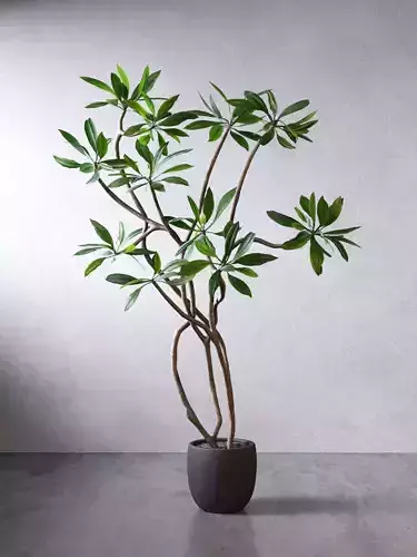 Tree 01 3D model