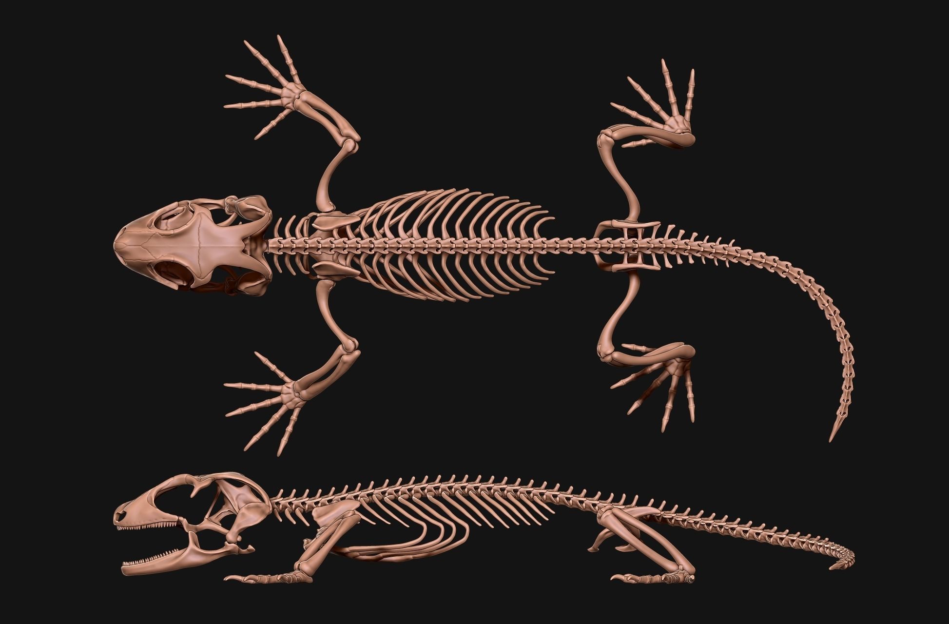 Gecko Skeleton DYS kit 3D print model_12