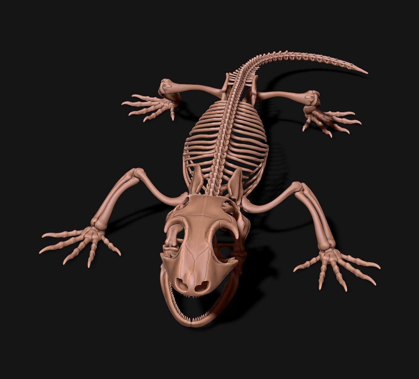 Gecko Skeleton DYS kit 3D print model_10