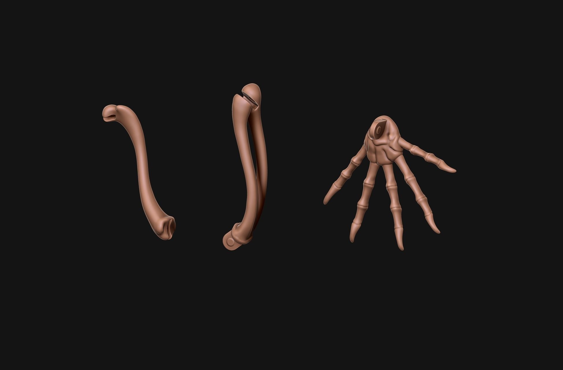 Gecko Skeleton DYS kit 3D print model_16