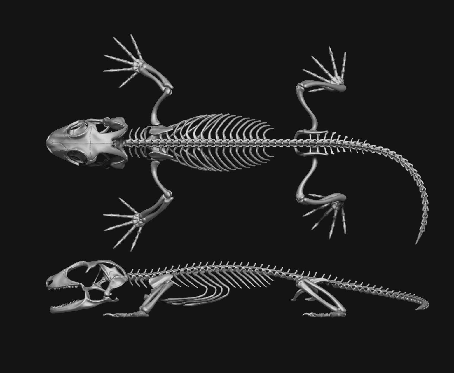 Gecko Skeleton DYS kit 3D print model_3