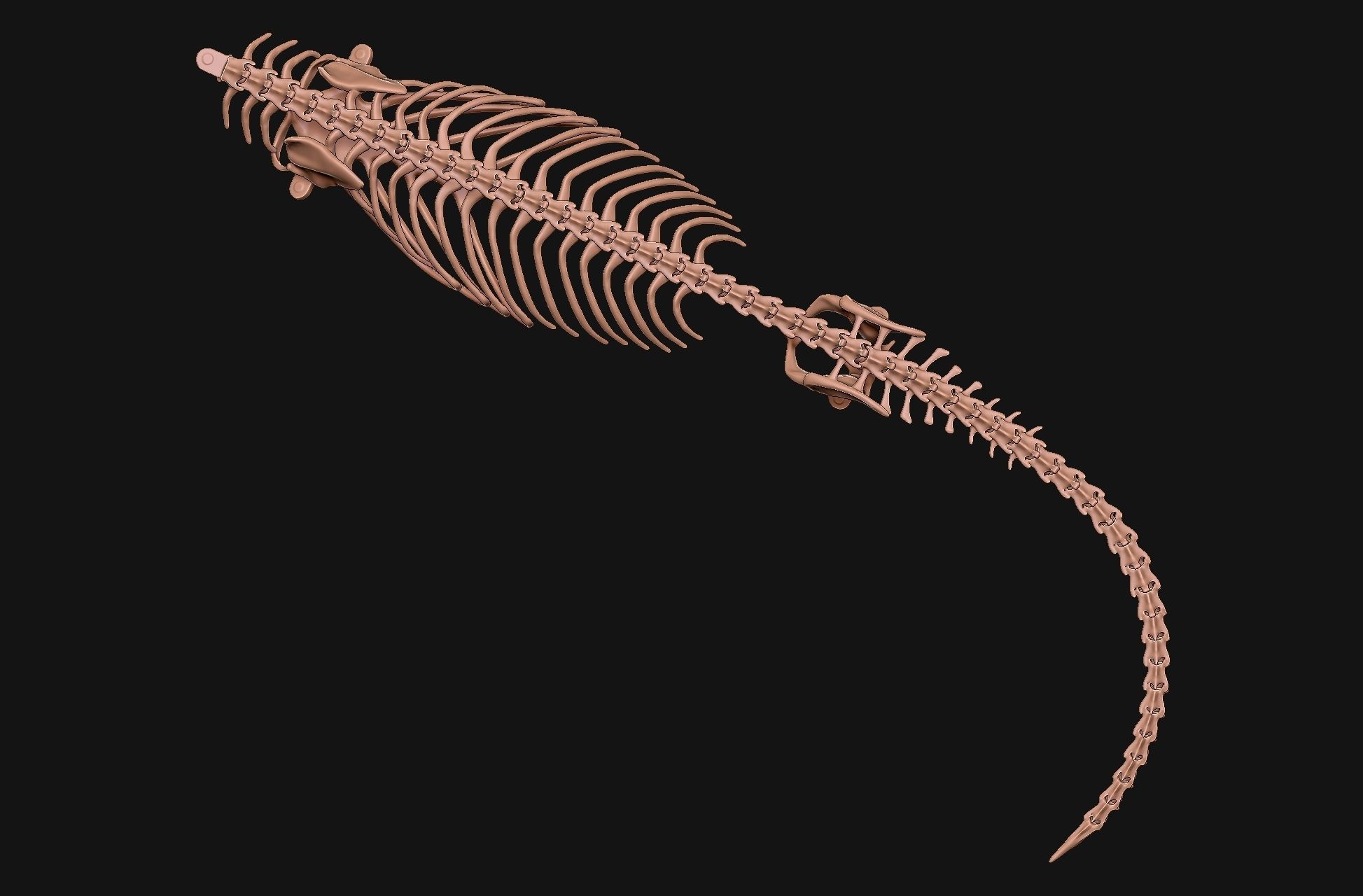 Gecko Skeleton DYS kit 3D print model_15