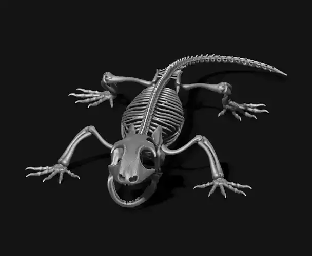 Gecko Skeleton DYS kit 3D print model