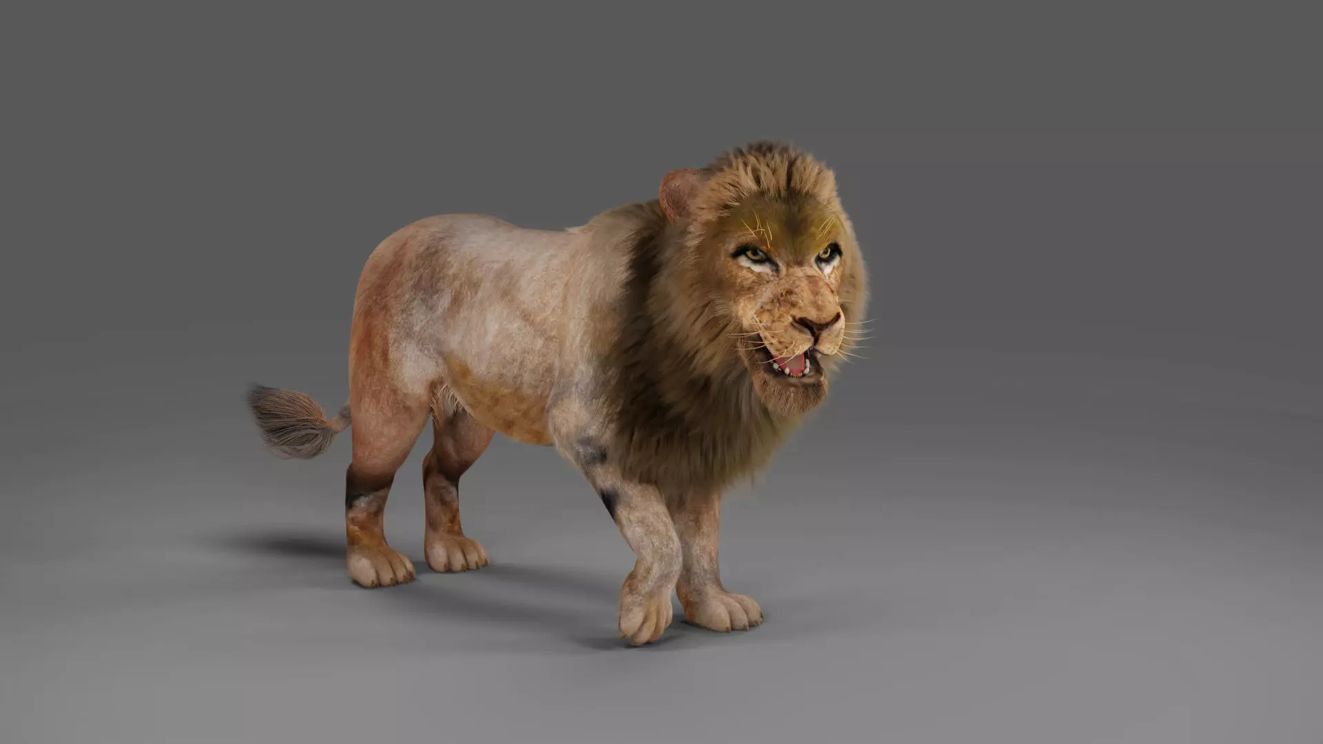 Fur Lion Rigged in Blender Low-poly 3D model