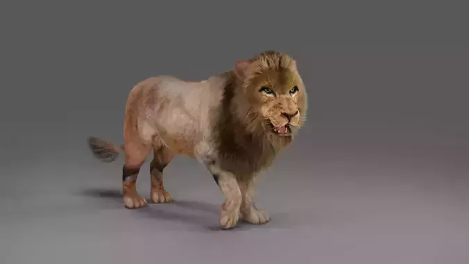 Fur Lion Rigged in Blender 