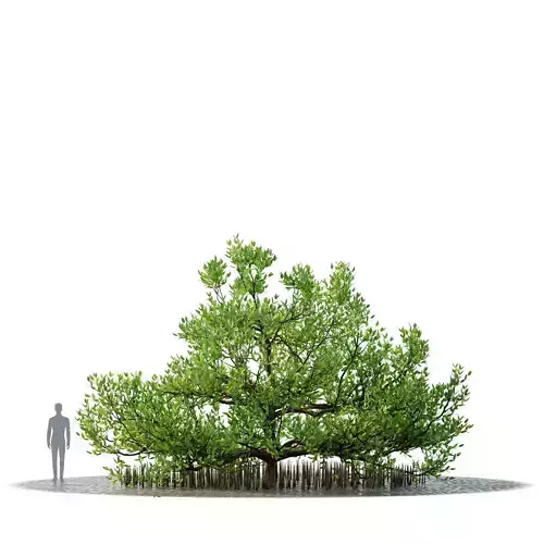 Mangrove - Pidada Merah - Berembang - Sonneratia caseolaris