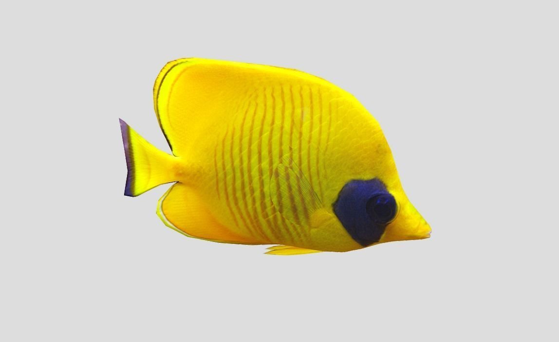 Bluecheek butterflyfish Low-poly 3D model_8