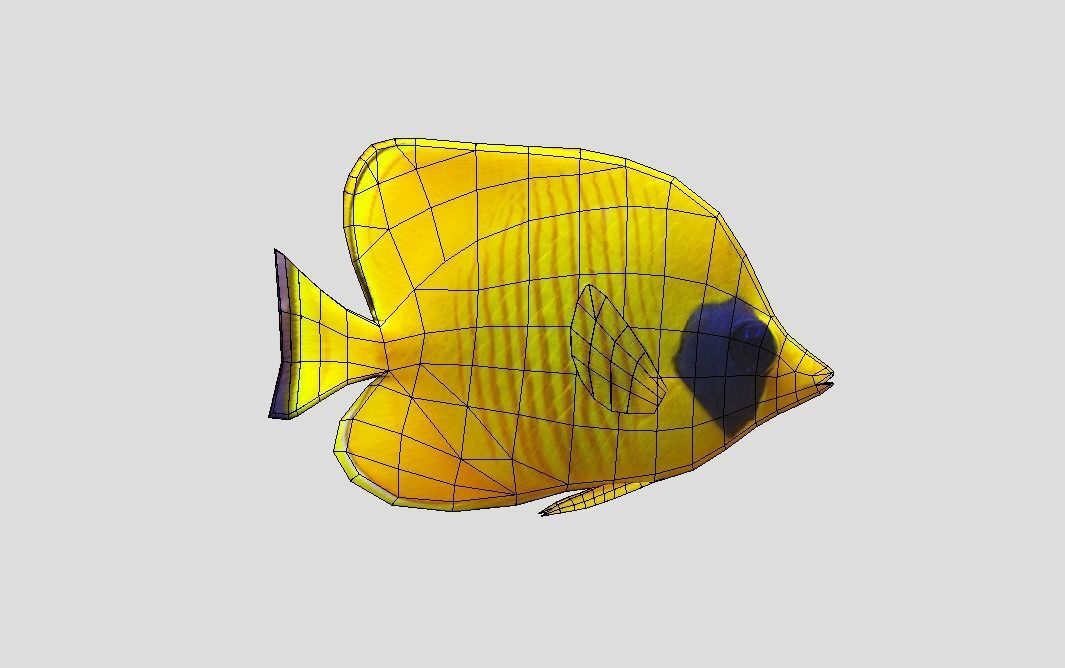 Bluecheek butterflyfish Low-poly 3D model_2