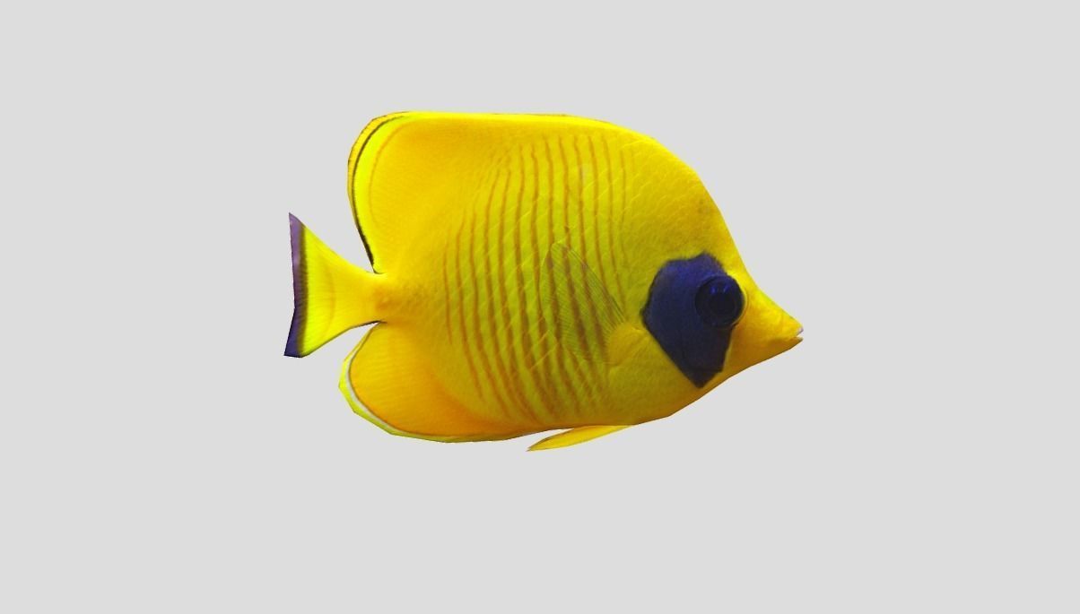 Bluecheek butterflyfish Low-poly 3D model_4