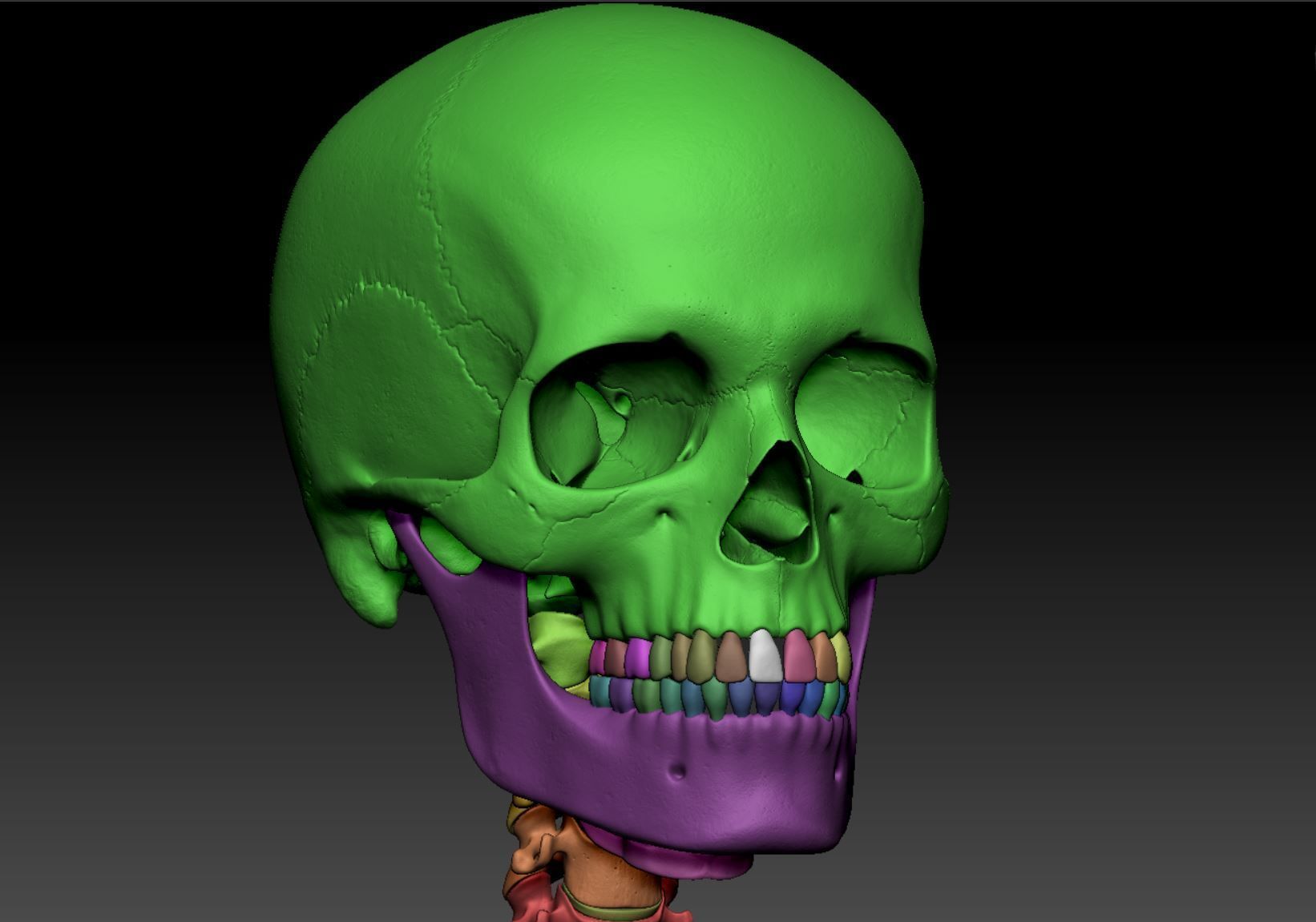 Skeleton - Skeletal System - 3D Printing 3D print model_121