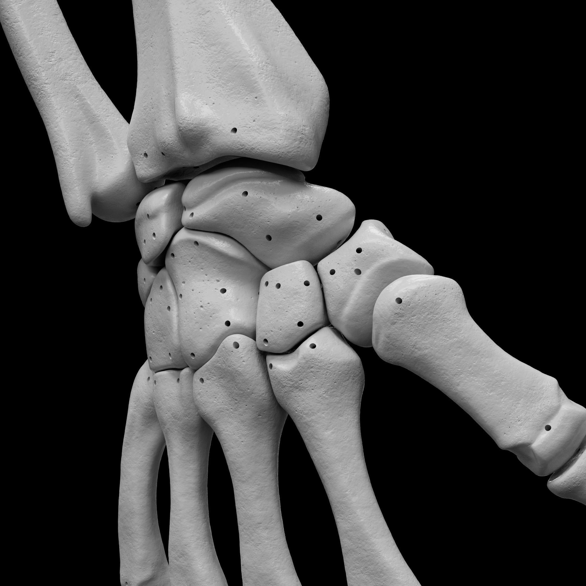 Skeleton - Skeletal System - 3D Printing 3D print model_61