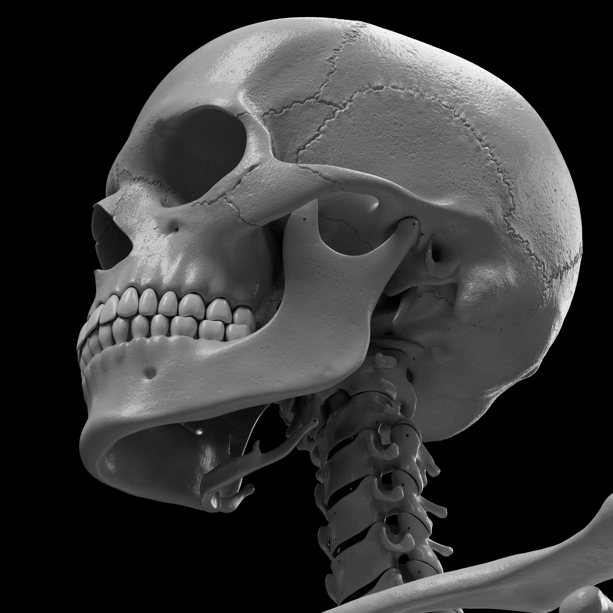 Skeleton - Skeletal System - 3D Printing 3D print model_17