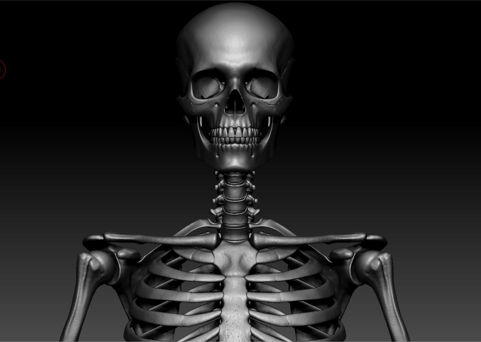 Skeleton - Skeletal System - 3D Printing 3D print model_122